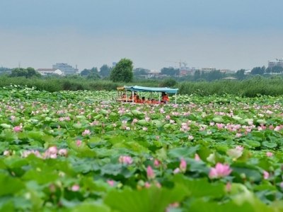 淮陽(yáng)龍湖 萬(wàn)畝荷花次第開(kāi)放