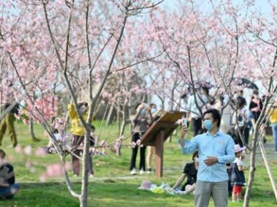 多地鮮花盛開(kāi) 吸引大批游客駐足觀(guān)看